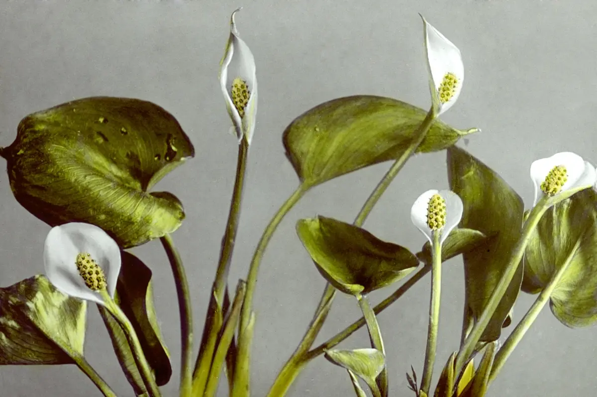 Foto em primeiro plano de flores brancas em um fundo cinza